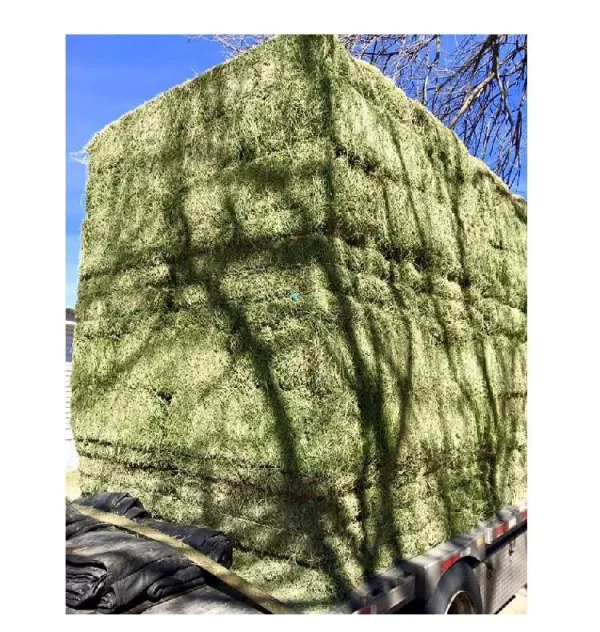 Alfalfa Hay Bale Premium Standard For Sale