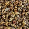Kopi Luwak Arabica Coffee (Green Bean Coffee)